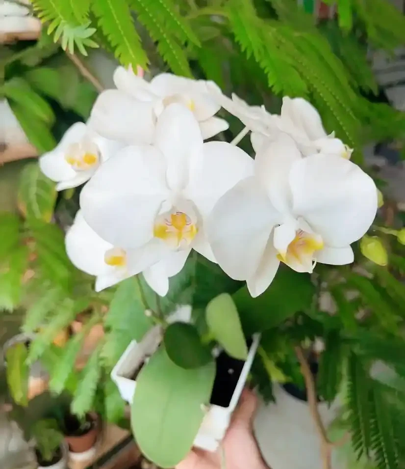 養花不花一分錢!6種天然花肥在家就能做,肥效高又環保