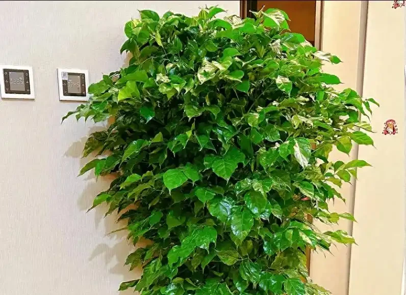 幸福樹瘋狂掉葉別慌!做好3件事,快速返青綠油油