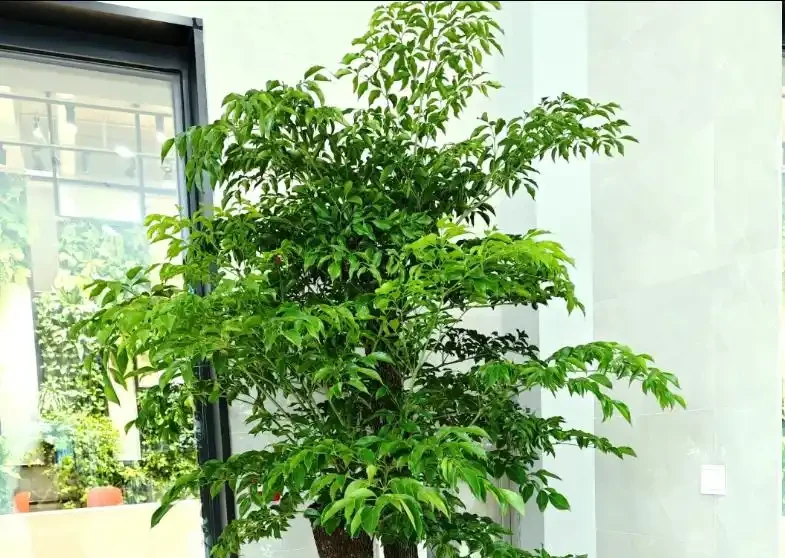 幸福樹瘋狂掉葉別慌!做好3件事,快速返青綠油油