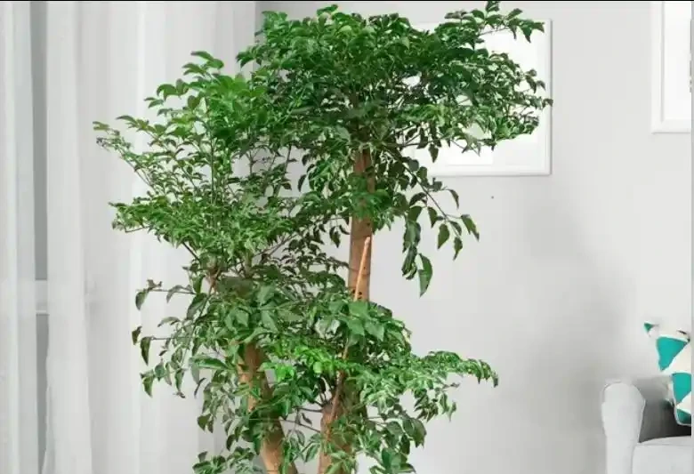 幸福樹瘋狂掉葉別慌!做好3件事,快速返青綠油油
