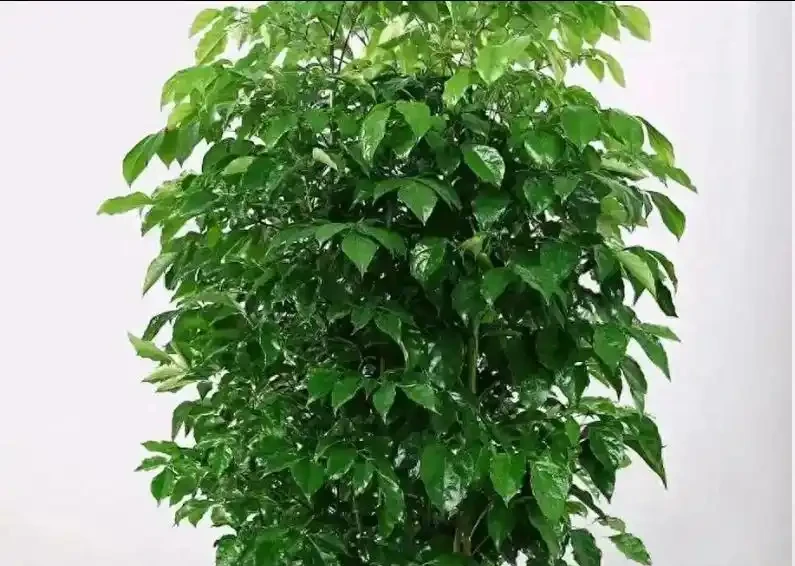 幸福樹瘋狂掉葉別慌!做好3件事,快速返青綠油油