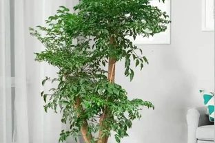 幸福樹瘋狂掉葉別慌！做好3件事，快速返青綠油油