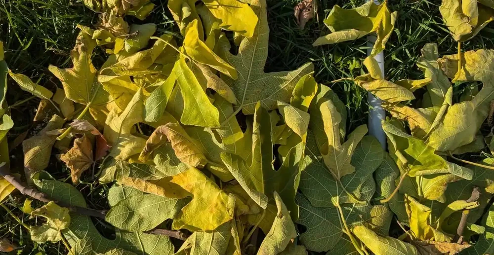 別扔!轉運竹杆發黃如何變綠?3招讓它重現生機