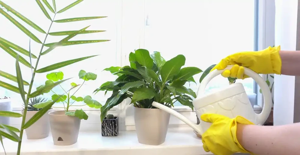 別扔!轉運竹杆發黃如何變綠?3招讓它重現生機