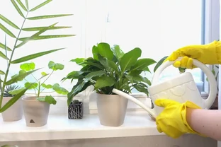 別扔！轉運竹杆發黃如何變綠？3招讓它重現生機