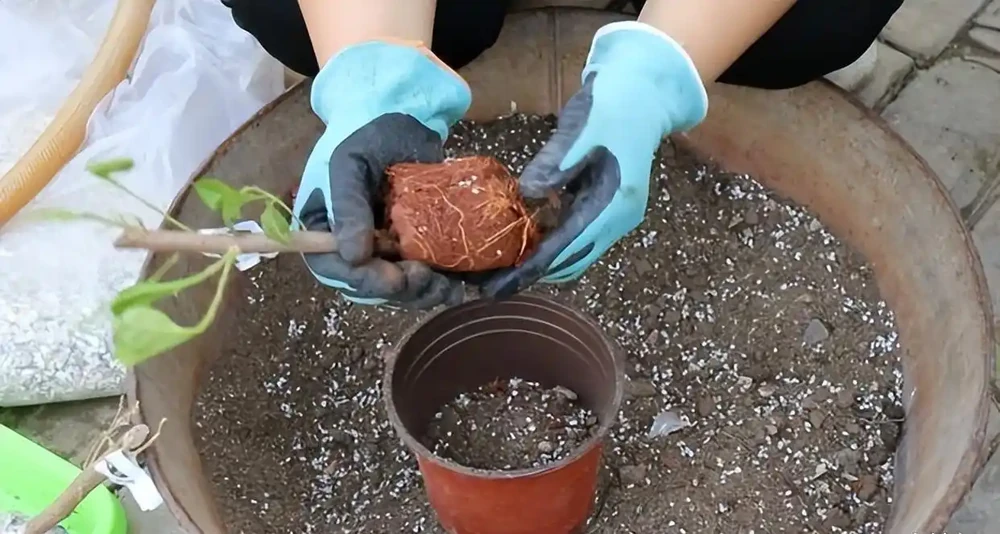 盆栽自制肥料避坑指南:啤酒、淘米水別亂澆!學會這樣發酵,植物長得旺
