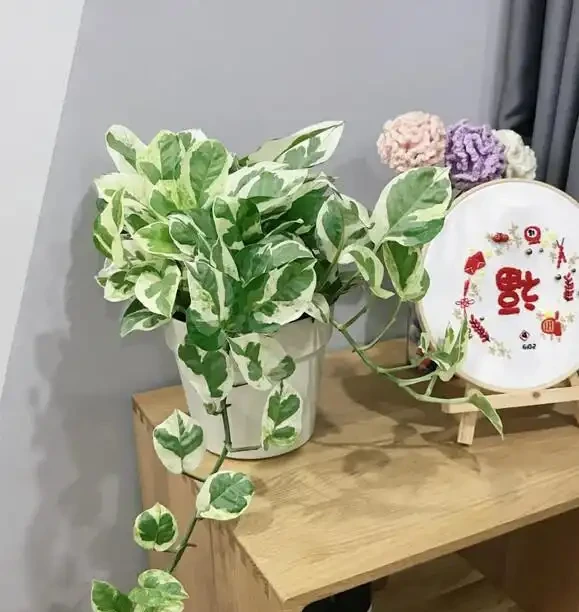老祖宗傳的『一棵黃金葛七個鬼』順口溜,真有科學依據?
