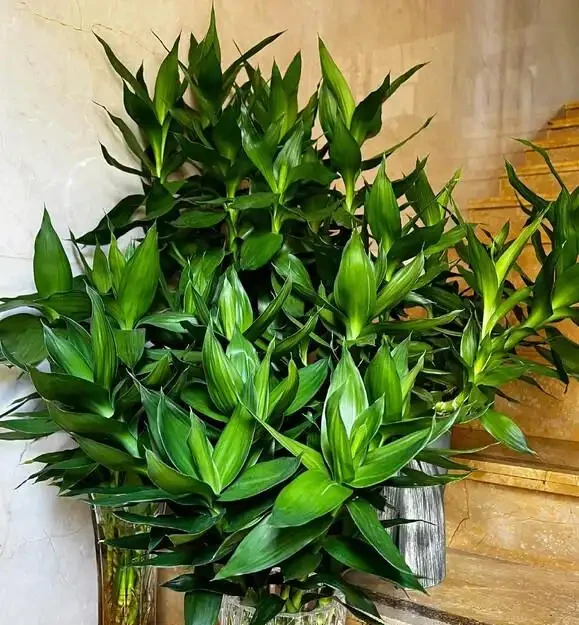 葉子大走紅的14種綠植，寓意家大業大，貴氣有格調