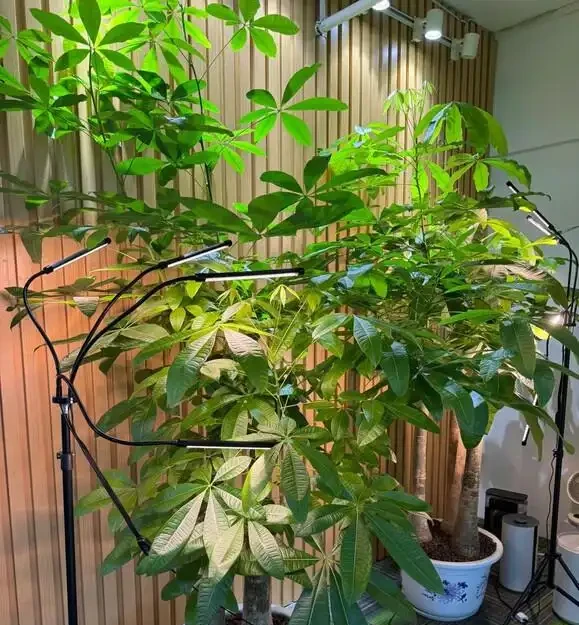 葉子大走紅的14種綠植，寓意家大業大，貴氣有格調