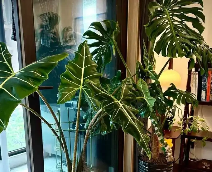 葉子大走紅的14種綠植，寓意家大業大，貴氣有格調