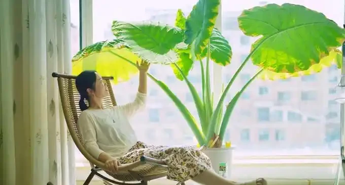 葉子大走紅的14種綠植，寓意家大業大，貴氣有格調