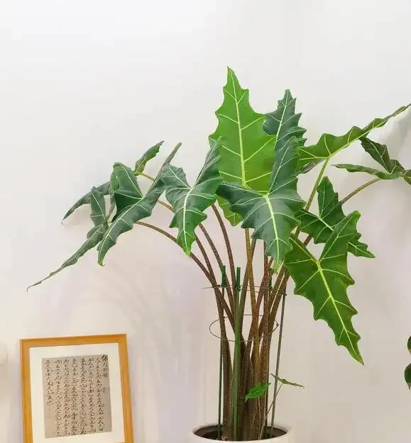 葉子大走紅的14種綠植，寓意家大業大，貴氣有格調