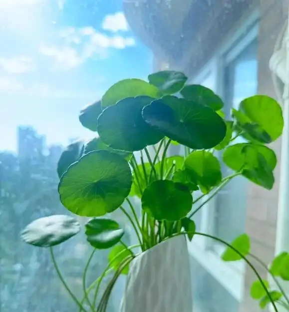 葉子大走紅的14種綠植，寓意家大業大，貴氣有格調