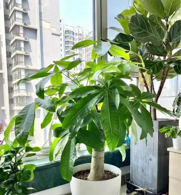 葉子大走紅的14種綠植，寓意家大業大，貴氣有格調