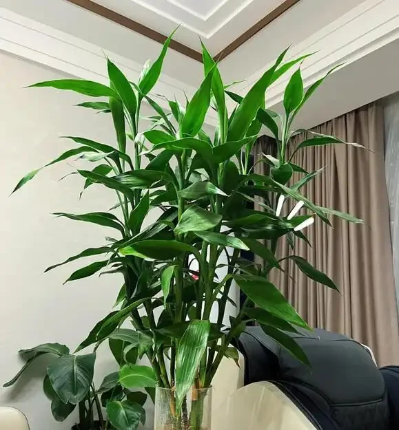 葉子大走紅的14種綠植，寓意家大業大，貴氣有格調