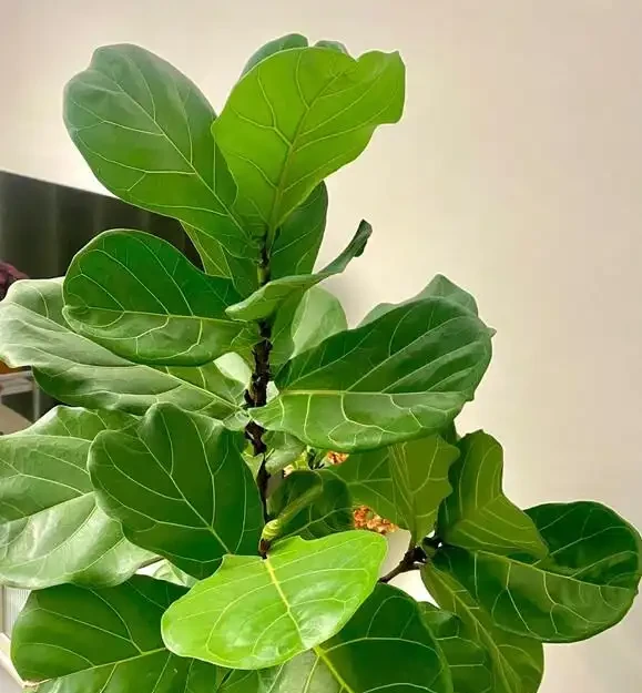 葉子大走紅的14種綠植，寓意家大業大，貴氣有格調