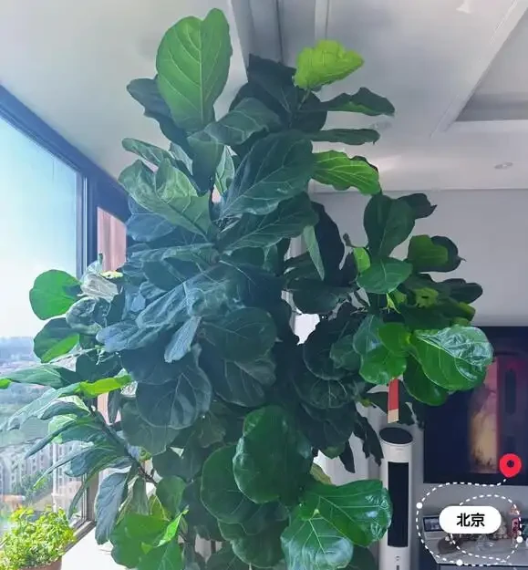 葉子大走紅的14種綠植，寓意家大業大，貴氣有格調