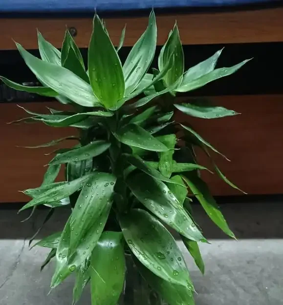 葉子大走紅的14種綠植，寓意家大業大，貴氣有格調