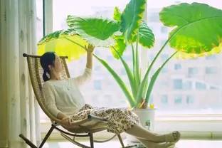 葉子大走紅的14種綠植，寓意家大業大，貴氣有格調