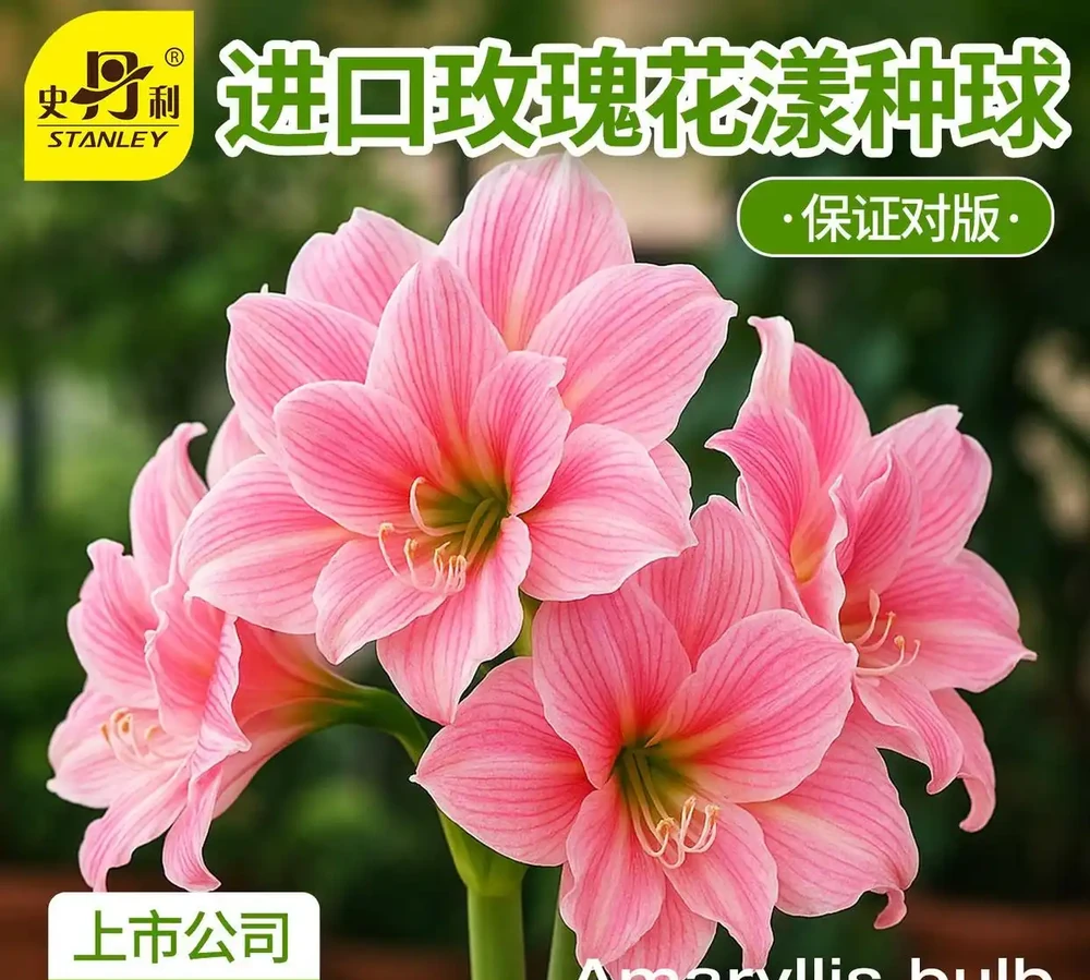 陽臺養花總養死?新手別亂買!資深花友實測6款耐陰易養高顏值花卉,20天開花、3個月少澆水,存活率超95%,看完直接照搬!