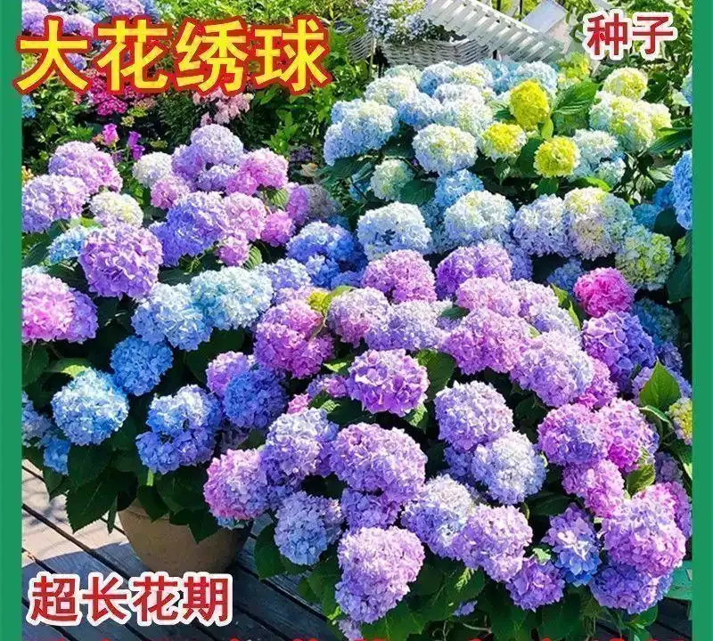 陽臺養花總養死?新手別亂買!資深花友實測6款耐陰易養高顏值花卉,20天開花、3個月少澆水,存活率超95%,看完直接照搬!