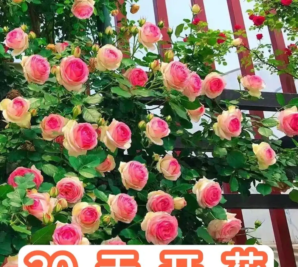 陽臺養花總養死?3款耐陰高顏值花卉深度實測:全年12個月開花,新手養1個月滿盆,再也不用頻繁換品種!