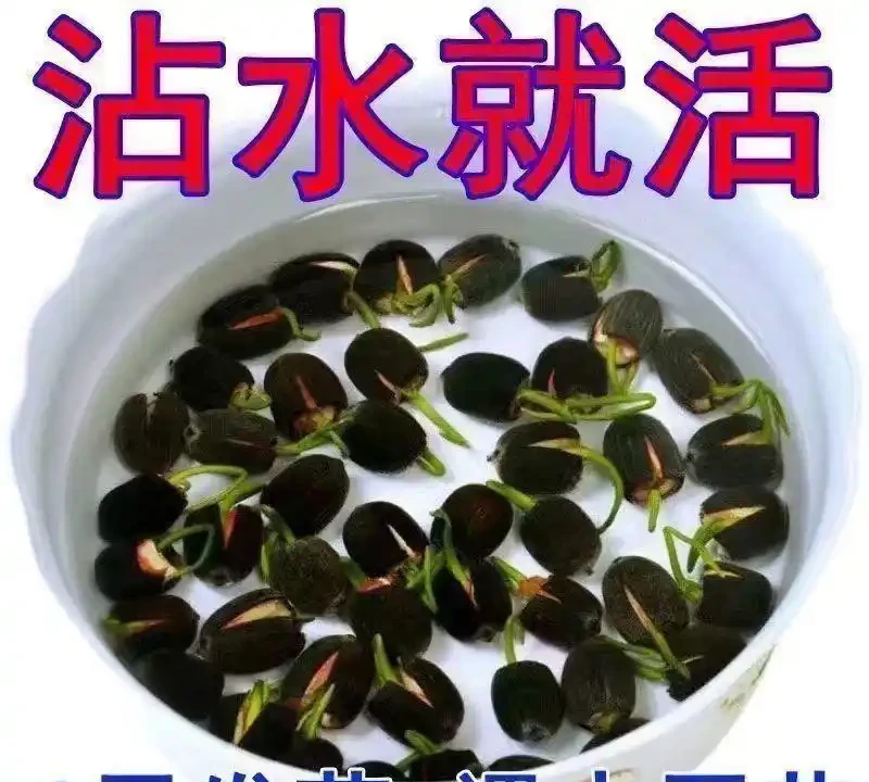 陽臺養花總養死?新手別亂買!資深花友實測6款耐陰易養高顏值花卉,20天開花、3個月少澆水,存活率超95%,看完直接照搬!
