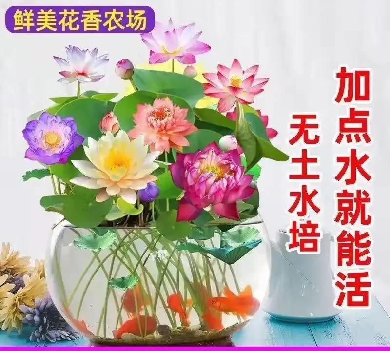 陽臺養花總養死?3款耐陰高顏值花卉深度實測:全年12個月開花,新手養1個月滿盆,再也不用頻繁換品種!