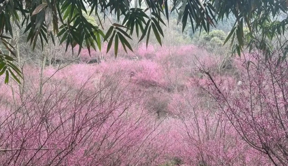 重慶已經是春天了,油花椰菜開了,紅梅也開了,過完年又可以來看往春天的列車,未來三天氣溫回升,暖風吹人倍感舒適