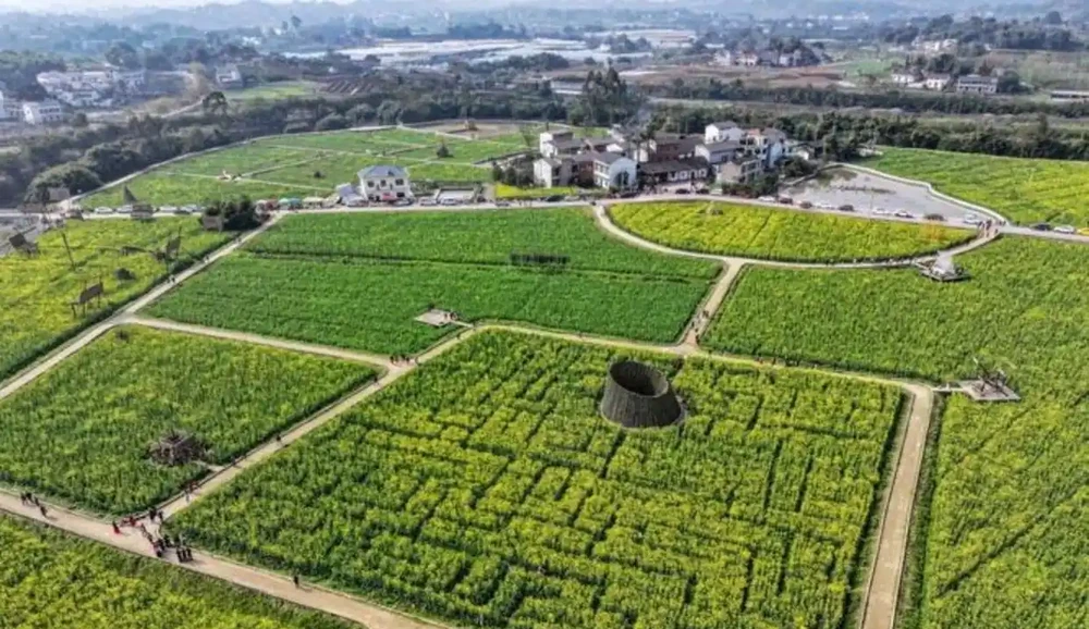重慶已經是春天了,油花椰菜開了,紅梅也開了,過完年又可以來看往春天的列車,未來三天氣溫回升,暖風吹人倍感舒適