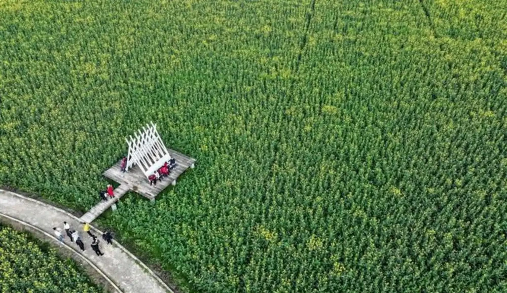 重慶已經是春天了,油花椰菜開了,紅梅也開了,過完年又可以來看往春天的列車,未來三天氣溫回升,暖風吹人倍感舒適