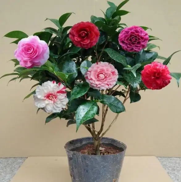 從黃葉落蕾到花開成海：我只用了這五個方法，讓茶花「逆天改命」