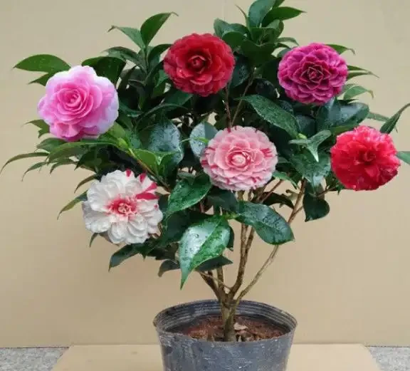 從黃葉落蕾到花開成海：我只用了這五個方法，讓茶花「逆天改命」