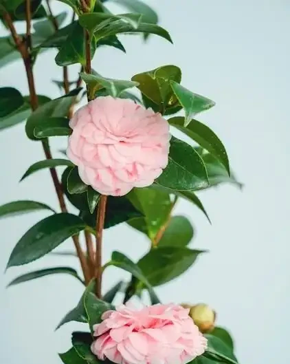 從黃葉落蕾到花開成海：我只用了這五個方法，讓茶花「逆天改命」