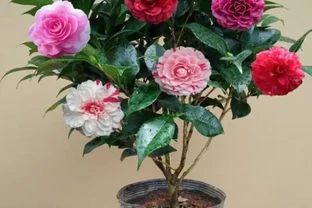 從黃葉落蕾到花開成海：我只用了這五個方法，讓茶花「逆天改命」