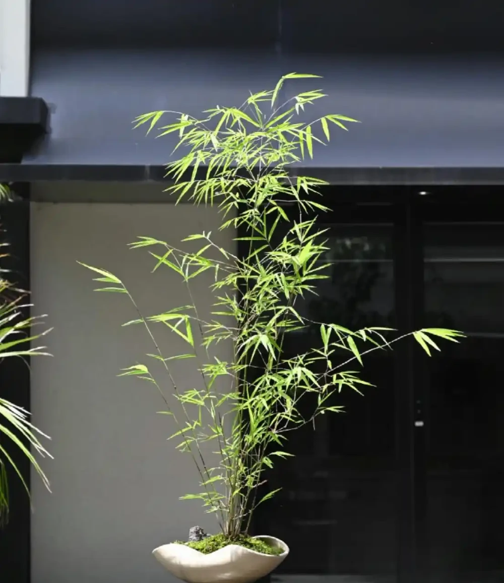 9種「高階感」綠植,擺放客廳和玄關,顯得家裡特別有錢