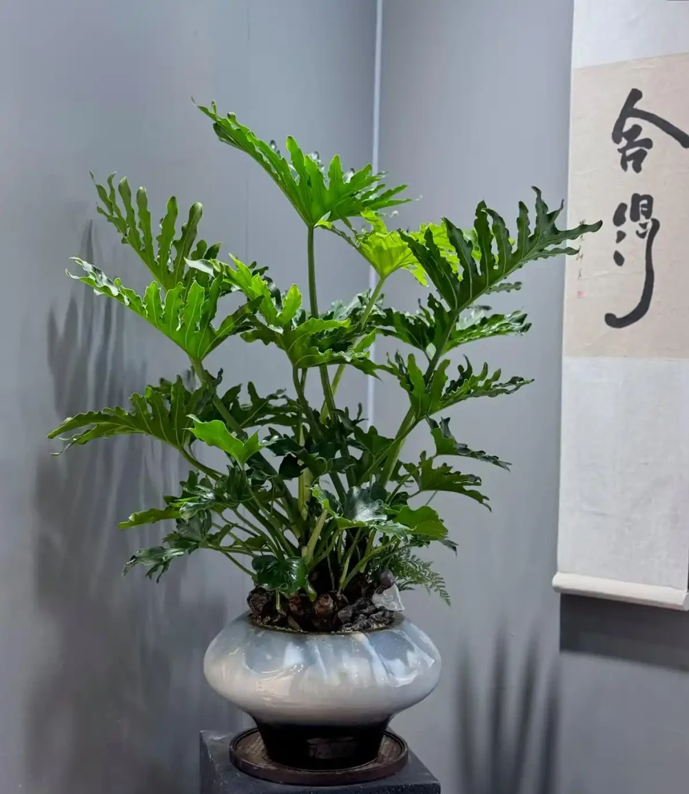 9種「高階感」綠植,擺放客廳和玄關,顯得家裡特別有錢