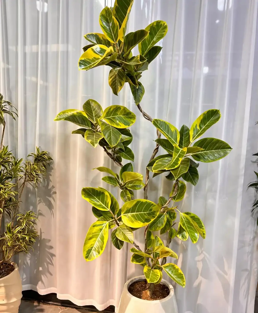 9種「高階感」綠植,擺放客廳和玄關,顯得家裡特別有錢