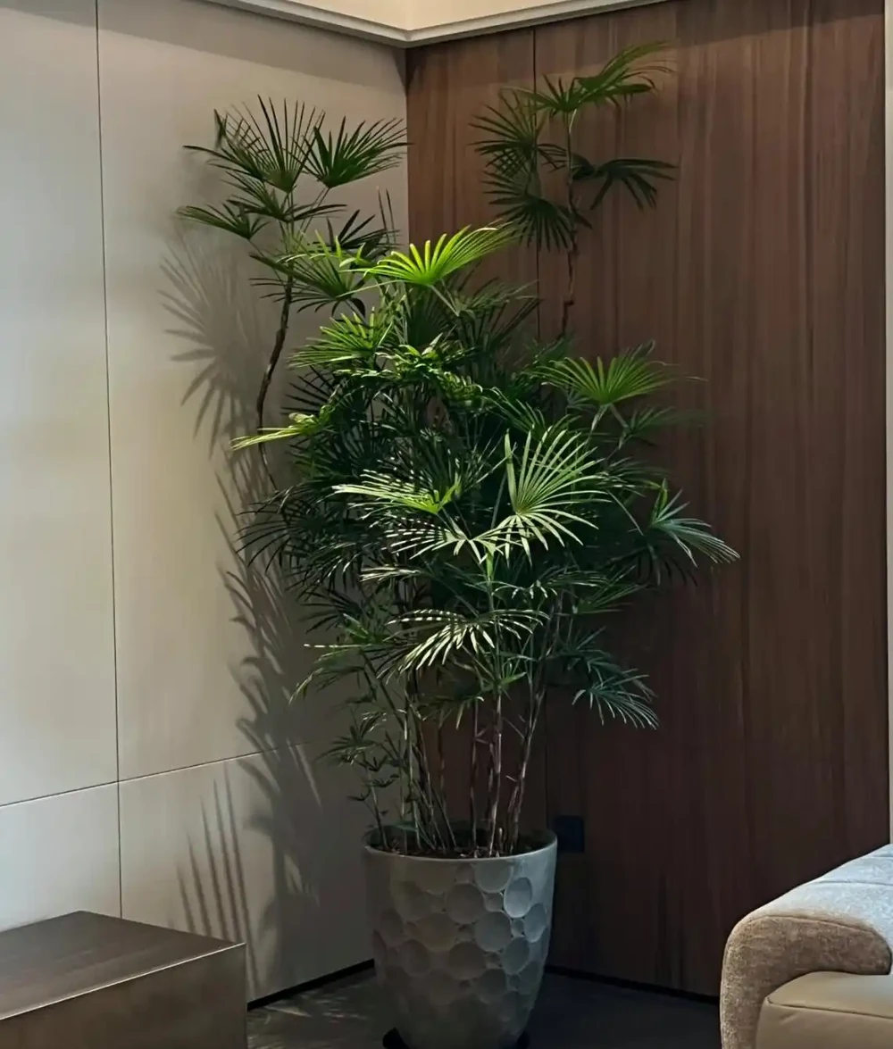 9種「高階感」綠植,擺放客廳和玄關,顯得家裡特別有錢