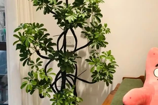 9種「高階感」綠植，擺放客廳和玄關，顯得家裡特別有錢