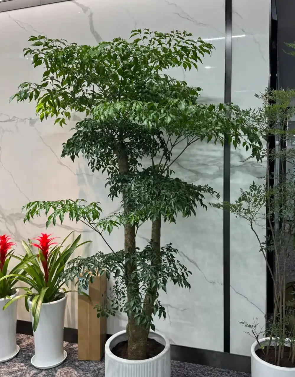 5種「命硬好養」的旺宅綠植，客廳一定要養一盆