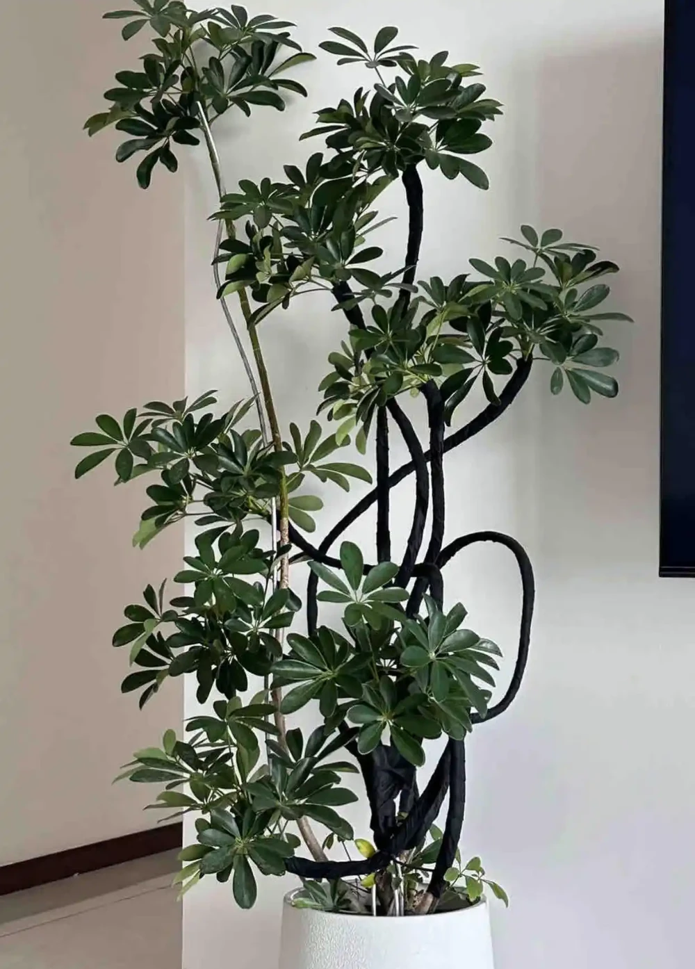 5種「命硬好養」的旺宅綠植，客廳一定要養一盆