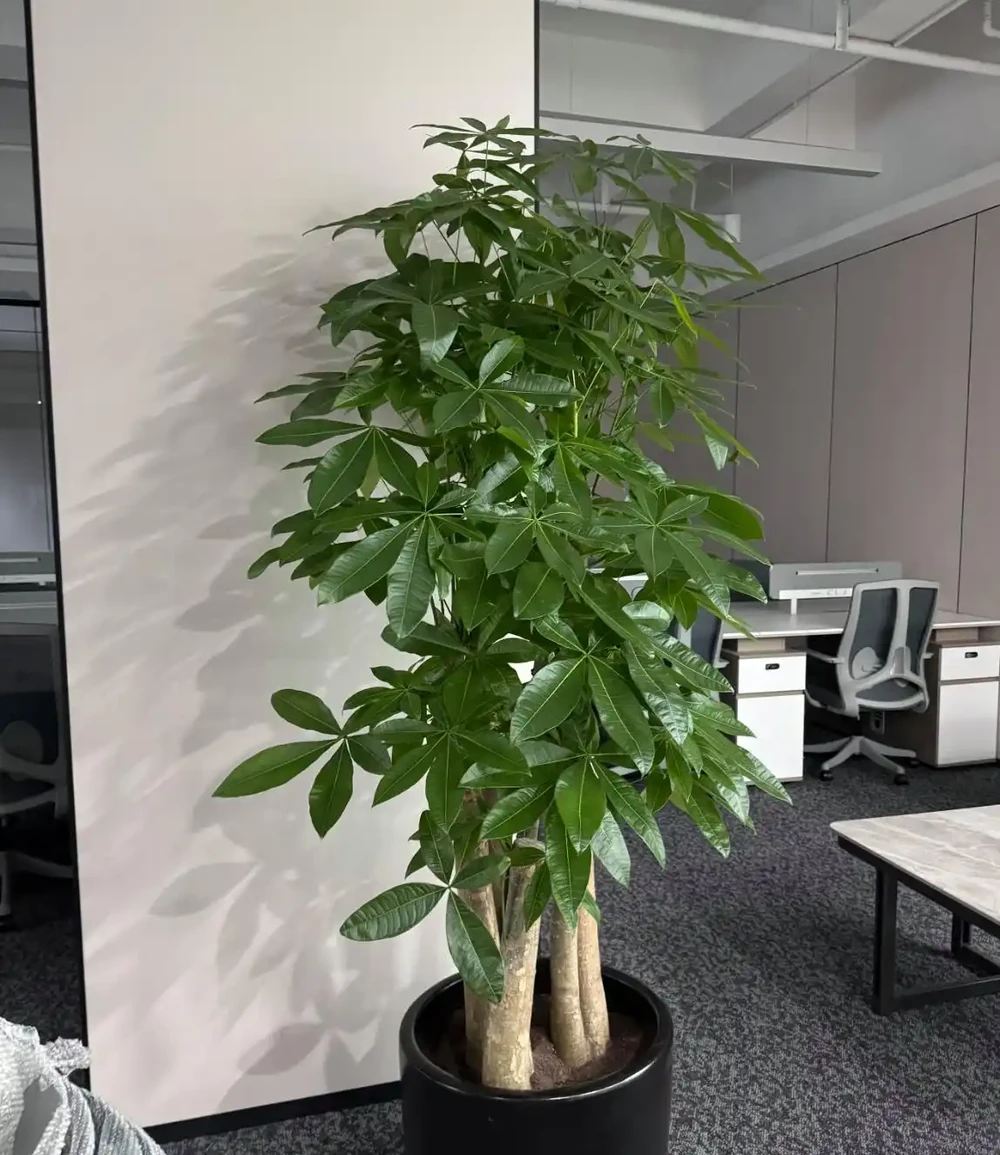 5種「命硬好養」的旺宅綠植，客廳一定要養一盆