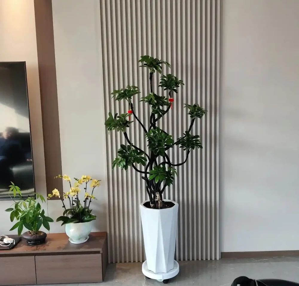 5種「命硬好養」的旺宅綠植，客廳一定要養一盆