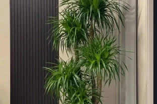 5種「命硬好養」的旺宅綠植，客廳一定要養一盆