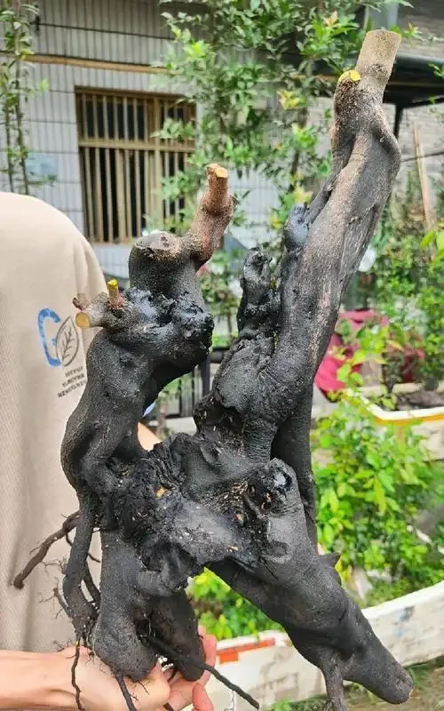 金彈子老樁回芽急救指南:四步挽回生機
