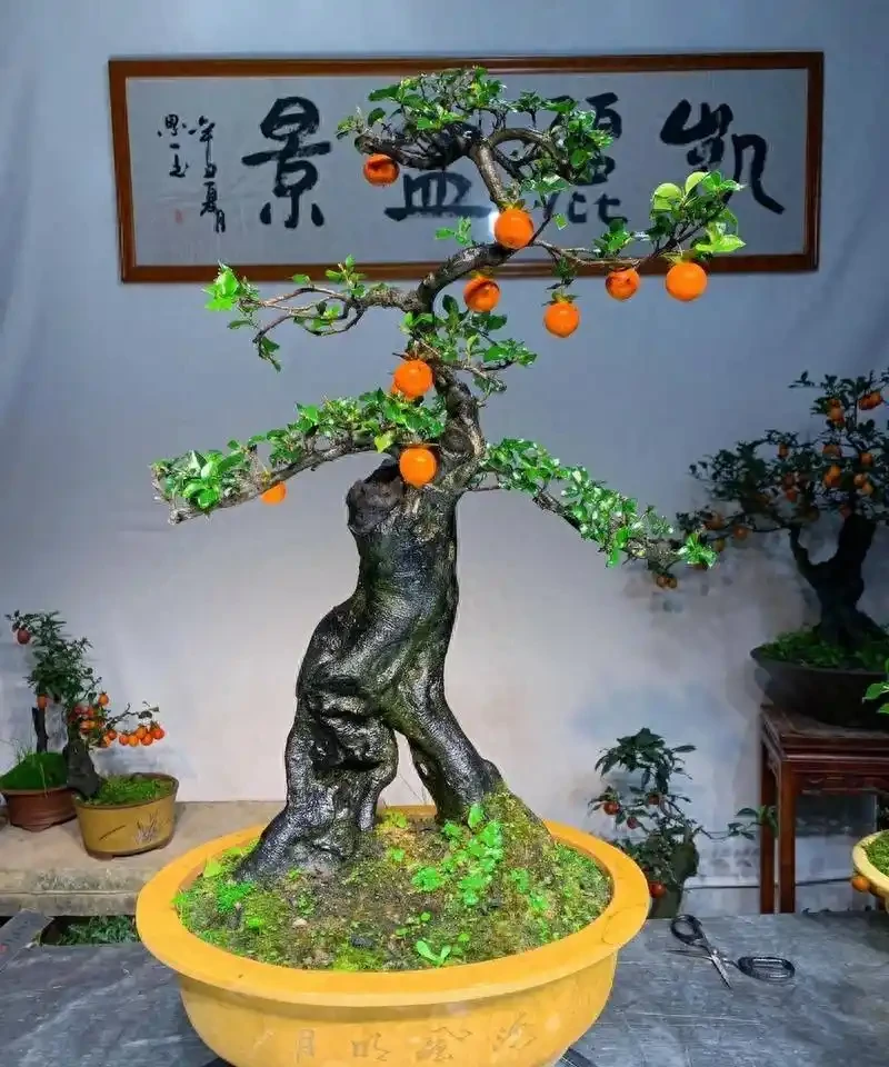 金彈子老樁回芽急救指南:四步挽回生機