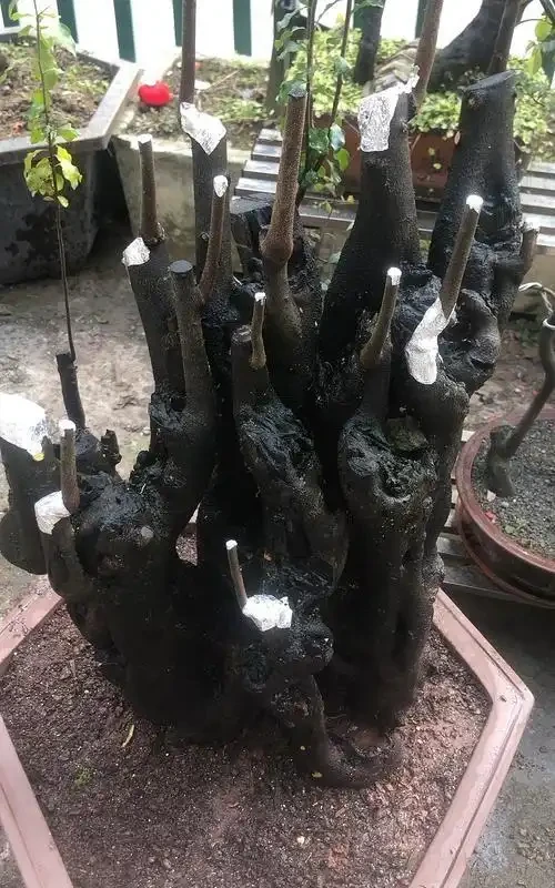 金彈子老樁回芽急救指南:四步挽回生機