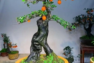金彈子老樁回芽急救指南：四步挽回生機