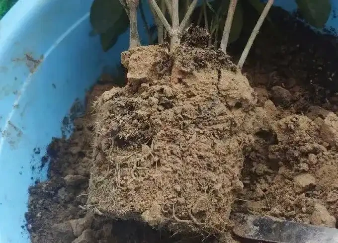 花盆底墊7樣「大寶貝」,植物瘋長不腐根,別傻傻只澆水了